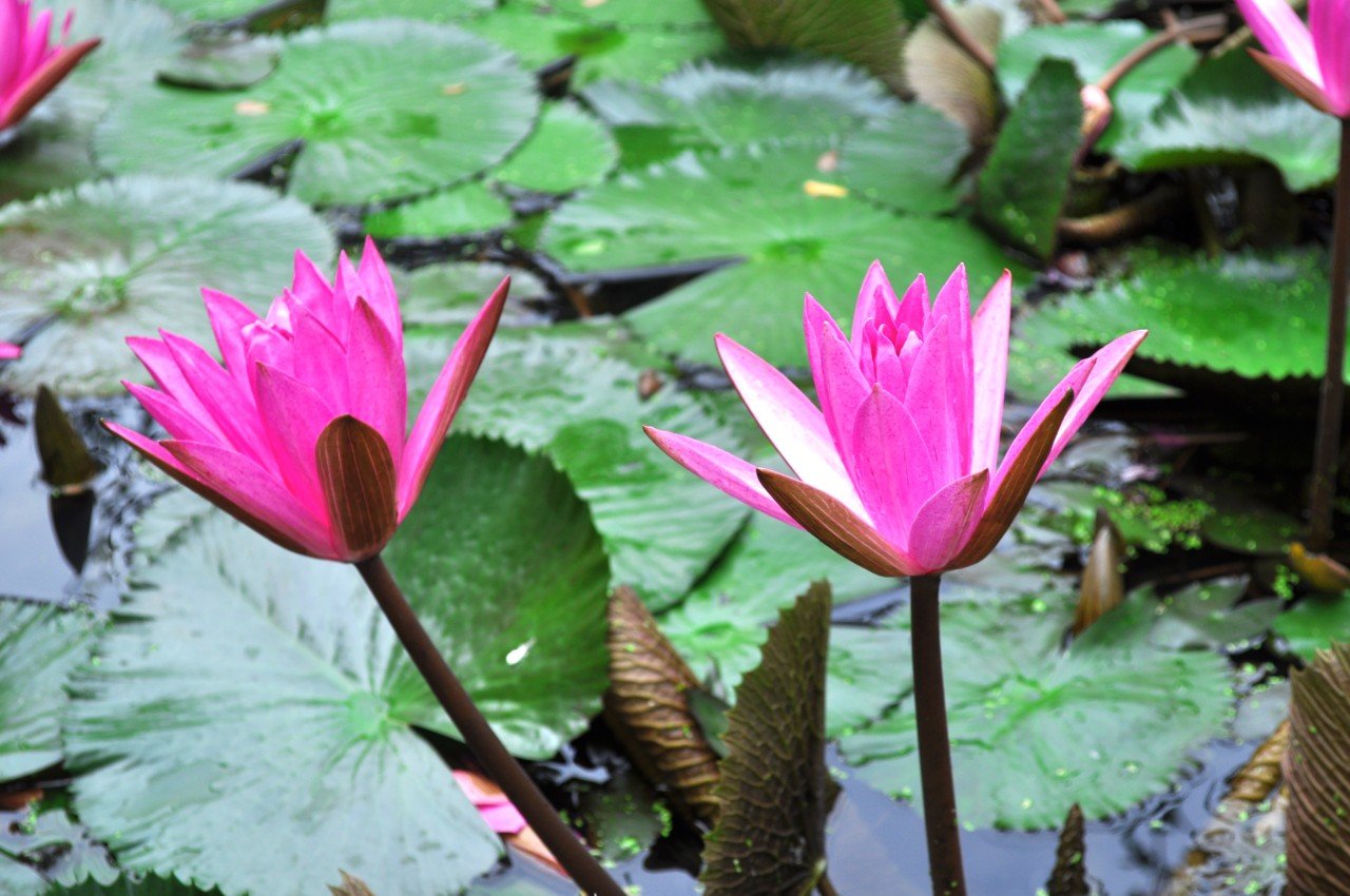 Stock Photos Contributor Website List, Showcasing Your Photography Skills